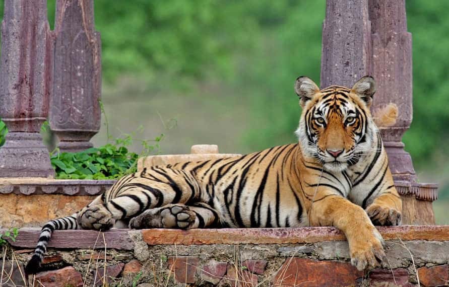 7 Nights 8 Days Golden Triangle Ranthambore Tour